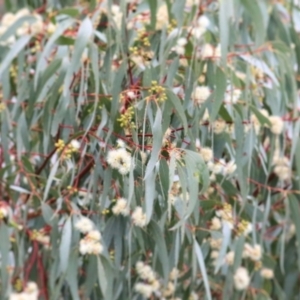 Eucalyptus melliodora at Wodonga, VIC - 13 Jun 2021 10:12 AM