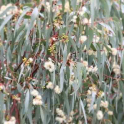 Eucalyptus melliodora (Yellow Box) at Wodonga - 13 Jun 2021 by Kyliegw