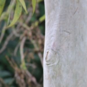 Eucalyptus melliodora at Wodonga, VIC - 13 Jun 2021