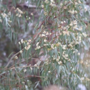 Eucalyptus melliodora at Wodonga, VIC - 13 Jun 2021 10:12 AM