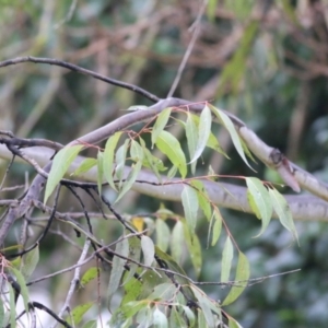 Eucalyptus melliodora at Wodonga, VIC - 13 Jun 2021 10:12 AM