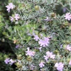 Westringia eremicola at Wodonga - 13 Jun 2021