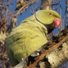 Psittacula krameri (Rose-ringed Parakeet) at Narrabundah, ACT - 13 Jun 2021 by RobParnell