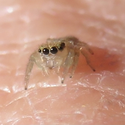 Salticidae (family) (Unidentified Jumping spider) at Narrabundah, ACT - 13 Jun 2021 by RobParnell