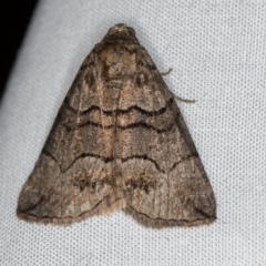 Dysbatus undescribed species (A Line-moth) at Melba, ACT - 4 Oct 2020 by Bron