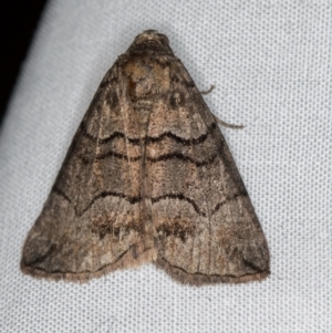 Dysbatus undescribed species at Melba, ACT - 5 Oct 2020