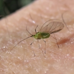 Aphididae (family) (Unidentified aphid) at Narrabundah, ACT - 13 Jun 2021 by RobParnell