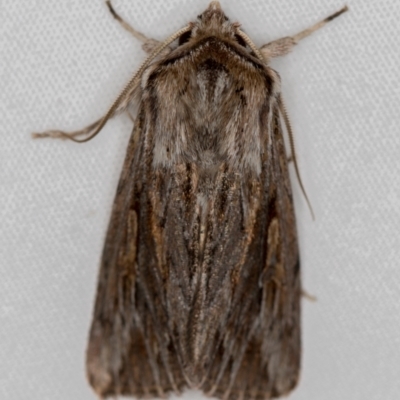 Persectania ewingii (Southern Armyworm) at Melba, ACT - 5 Oct 2020 by Bron