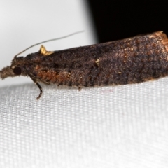 Cryptaspasma sordida (A Tortricid moth (Olethreutinae)) at Melba, ACT - 4 Oct 2020 by Bron