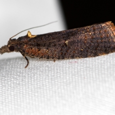 Cryptaspasma sordida (A Tortricid moth (Olethreutinae)) at Melba, ACT - 4 Oct 2020 by Bron