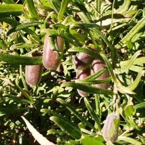 Billardiera scandens at Holt, ACT - 13 Jun 2021