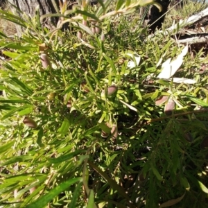 Billardiera scandens at Holt, ACT - 13 Jun 2021