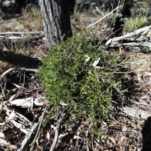 Billardiera scandens at Holt, ACT - 13 Jun 2021