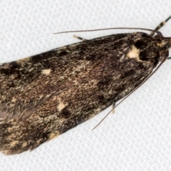 Barea codrella (A concealer moth) at Melba, ACT - 4 Oct 2020 by Bron