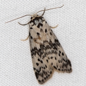 Thallarcha rhaptophora at Melba, ACT - 5 Oct 2020