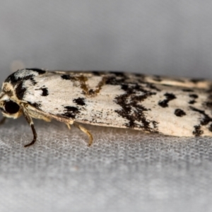 Thallarcha rhaptophora at Melba, ACT - 5 Oct 2020