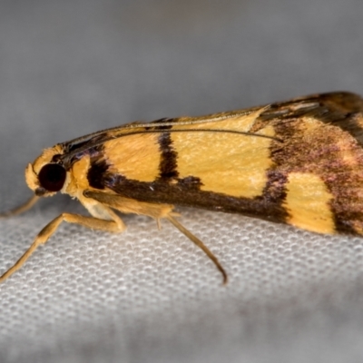 Deuterarcha xanthomela (A Crambid moth (Spilomelinae)) at Melba, ACT - 5 Oct 2020 by Bron