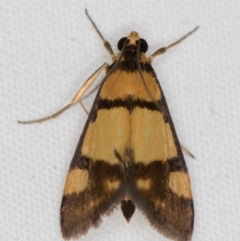 Deuterarcha xanthomela at Melba, ACT - 5 Oct 2020