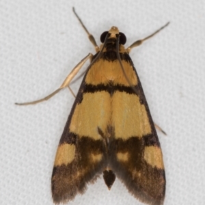 Deuterarcha xanthomela at Melba, ACT - 5 Oct 2020