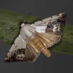 Armactica conchidia (Conchidia Moth) at Melba, ACT - 5 Oct 2020 by Bron