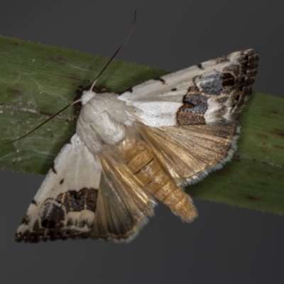 Armactica conchidia (Conchidia Moth) at Melba, ACT - 5 Oct 2020 by Bron