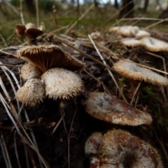 Lentinus fasciatus (Hairy Trumpet) at Boro, NSW - 11 Jun 2021 by Paul4K