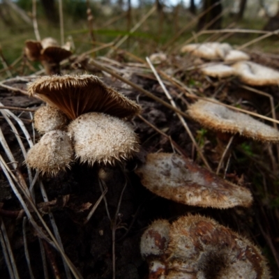 Lentinus fasciatus (Hairy Trumpet) at Boro, NSW - 12 Jun 2021 by Paul4K
