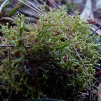 Cladia aggregata (A lichen) at QPRC LGA - 12 Jun 2021 by Paul4K