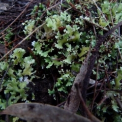 Heterodea sp. (A lichen) at QPRC LGA - 12 Jun 2021 by Paul4K