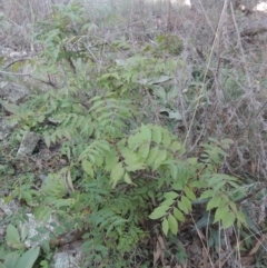 Pistacia chinensis at Conder, ACT - 30 Mar 2021 08:09 PM