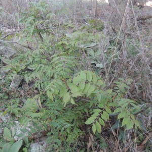 Pistacia chinensis at Conder, ACT - 30 Mar 2021 08:09 PM