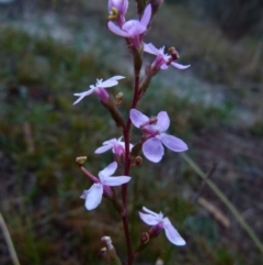 Stylidium graminifolium (Grass Triggerplant) at Boro - 12 Jun 2021 by Paul4K