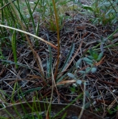 Stylidium graminifolium at Boro, NSW - suppressed