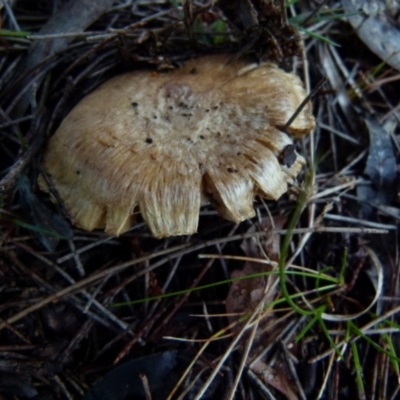 Unverified Fungus at Boro, NSW - 13 Jun 2021 by Paul4K