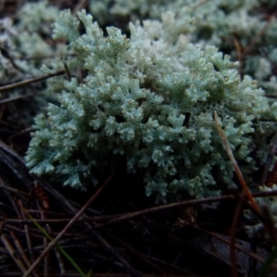 Cladia corallaizon at Boro, NSW - 12 Jun 2021 by Paul4K