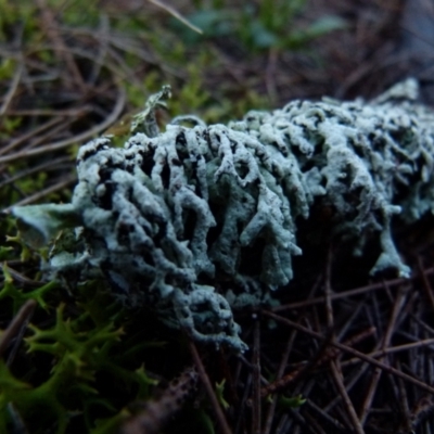 Hypogymnia sp. (A lichen) at QPRC LGA - 12 Jun 2021 by Paul4K