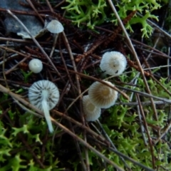 Mycena sp. (genus) (Mycena) at Boro, NSW - 13 Jun 2021 by Paul4K