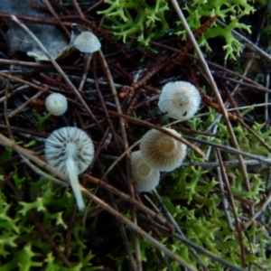 Mycena sp. at Boro, NSW - 13 Jun 2021 08:02 AM