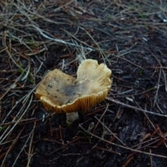 Unidentified Fungus at Boro, NSW - 12 Jun 2021 by Paul4K