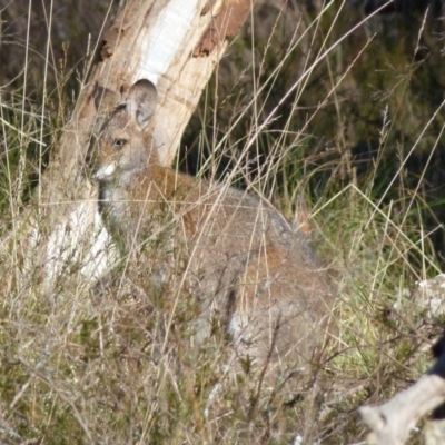 Notamacropus rufogriseus (Red-necked Wallaby) at Boro - 13 Jun 2021 by Paul4K