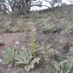 Verbascum thapsus subsp. thapsus (Great Mullein, Aaron's Rod) at Conder, ACT - 30 Mar 2021 by michaelb