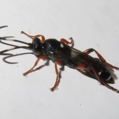 Ichneumon promissorius (Banded caterpillar parasite wasp) at Flynn, ACT - 9 Jun 2021 by Christine