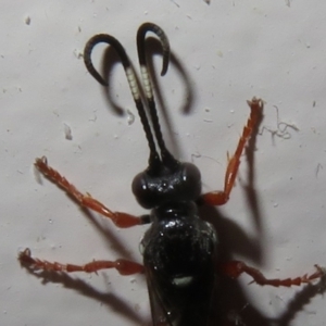 Ichneumon promissorius at Flynn, ACT - 9 Jun 2021 05:11 PM