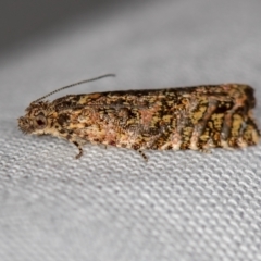 Isochorista pumicosa (A Tortricid moth) at Melba, ACT - 4 Oct 2020 by Bron
