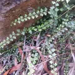 Asplenium flabellifolium (Necklace fern) at Majura, ACT - 14 Jun 2021 by SilkeSma
