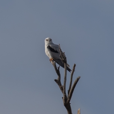 Elanus axillaris (Black-shouldered Kite) at Callum Brae - 14 Jun 2021 by rawshorty