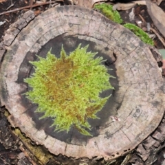 Hypnum cupressiforme at Acton, ACT - 30 May 2021