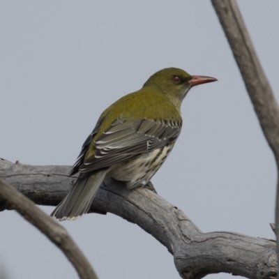 Oriolus sagittatus (Olive-backed Oriole) at Symonston, ACT - 14 Jun 2021 by rawshorty