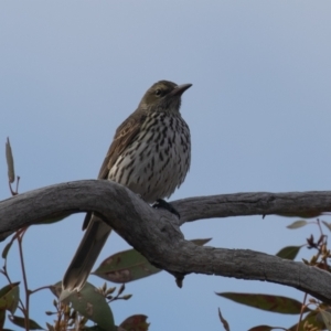 Oriolus sagittatus at Symonston, ACT - 14 Jun 2021 10:20 AM