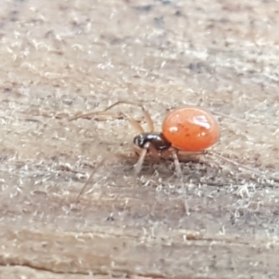 Ostearius melanopygius (A sheet web or money spider) at Lower Cotter Catchment - 14 Jun 2021 by trevorpreston